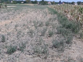 Eladó 1704 m²-esmezőgazdasági ingatlan Nagylók, Dózsa György utca: 2'100'000 Ft