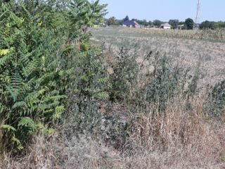 Eladó 1704 m²-esmezőgazdasági ingatlan Nagylók, Dózsa György utca: 2'100'000 Ft