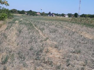 Eladó 1704 m²-esmezőgazdasági ingatlan Nagylók, Dózsa György utca: 2'100'000 Ft