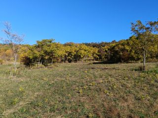 Eladó 11091 m²-estelek Őrbottyán, Galga utca: 22'500'000 Ft