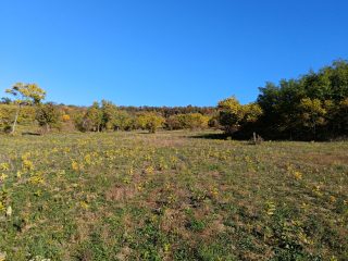 Eladó 11091 m²-estelek Őrbottyán, Galga utca: 22'500'000 Ft