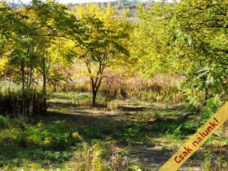 Eladó 11091 m²-estelek Őrbottyán, nincs utca: 24'500'000 Ft