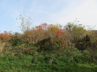 Eladó 10379 m²-esmezőgazdasági ingatlan Öreglak, Barátihegy: 30'000'000 Ft