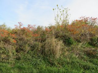 Eladó 10379 m²-esmezőgazdasági ingatlan Öreglak, Barátihegy: 30'000'000 Ft