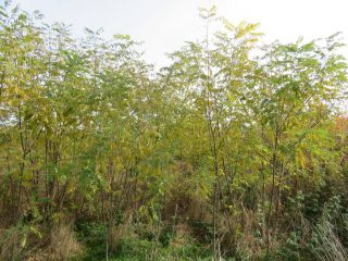 Eladó 10379 m²-esmezőgazdasági ingatlan Öreglak, Barátihegy: 30'000'000 Ft