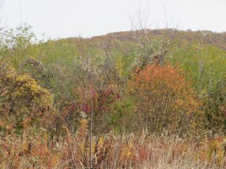 Eladó 10379 m²-esmezőgazdasági ingatlan Öreglak, Barátihegy: 30'000'000 Ft