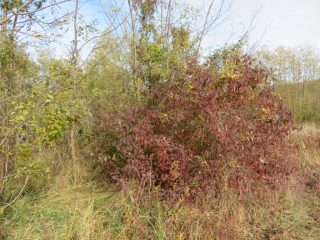 Eladó 10379 m²-esmezőgazdasági ingatlan Öreglak, Barátihegy: 30'000'000 Ft