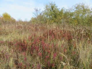 Eladó 10379 m²-esmezőgazdasági ingatlan Öreglak, Barátihegy: 30'000'000 Ft