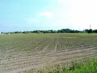 Eladó 75557 m²-esmezőgazdasági ingatlan Pákozd, Fehérvári utca: 226'671'000 Ft