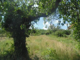 Eladó 1432 m²-estelek Pákozd, Szegfű utca: 12'000'000 Ft