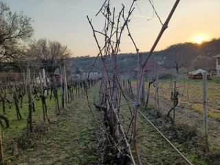 Eladó 12 m²-esüdülő Pázmánd (Pázmánd) , Bágyomi út: 9'000'000 Ft