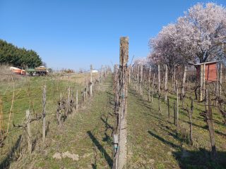 Eladó 12 m²-esüdülő Pázmánd (Pázmánd) , Bágyomi út: 9'000'000 Ft