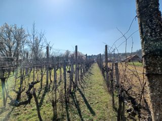 Eladó 12 m²-esüdülő Pázmánd (Pázmánd) , Bágyomi út: 9'000'000 Ft