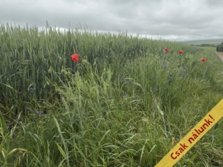 Eladó 6088 m²-estelek Pécel, Városközpont közeli utca: 5'800'000 Ft