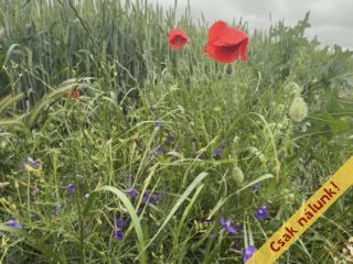 Eladó 6088 m²-estelek Pécel, Városközpont közeli utca: 5'800'000 Ft