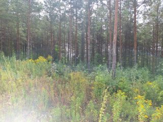 Eladó 800 m²-estelek Pilis, Pilisborosjenő utca: 44'900'000 Ft