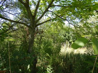 Eladó 860 m²-estelek Pilisborosjenő, Pilisborosjenő: 22'000'000 Ft