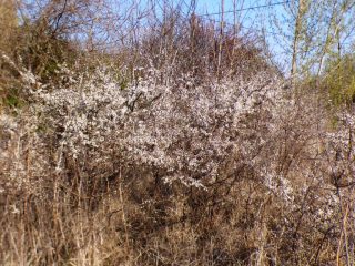 Eladó 5574 m²-estelek Siófok, Békásdűlő dűlő: 32'000'000 Ft