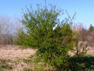 Eladó 5574 m²-estelek Siófok, Békásdűlő dűlő: 32'000'000 Ft