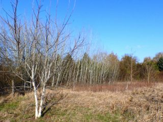 Eladó 5574 m²-estelek Siófok, Békásdűlő dűlő: 32'000'000 Ft