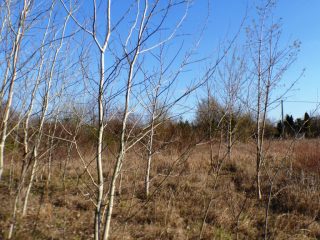 Eladó 5574 m²-estelek Siófok, Békásdűlő dűlő: 32'000'000 Ft