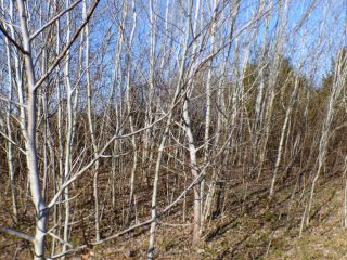 Eladó 5574 m²-estelek Siófok, Békásdűlő dűlő: 32'000'000 Ft