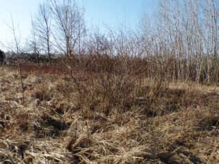 Eladó 5574 m²-estelek Siófok, Békásdűlő dűlő: 32'000'000 Ft