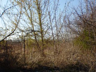 Eladó 5574 m²-estelek Siófok, Békásdűlő dűlő: 32'000'000 Ft