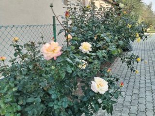 Eladó 160 m²-escsaládi ház Siófok, KILITI: 109'000'000 Ft