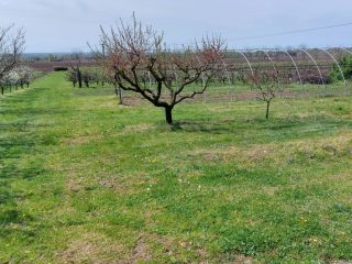 Eladó 694 m²-estelek Siófok, Szabadifürdő: 41'000'000 Ft