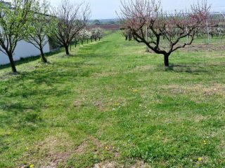 Eladó 694 m²-estelek Siófok, Szabadifürdő: 41'000'000 Ft
