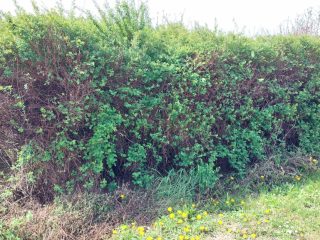 Eladó 694 m²-estelek Siófok, Szabadifürdő: 41'000'000 Ft