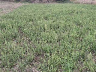 Eladó 726 m²-estelek Siójut, Csendes utca: 8'000'000 Ft