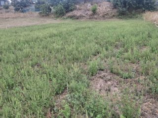 Eladó 726 m²-estelek Siójut, Csendes utca: 8'000'000 Ft