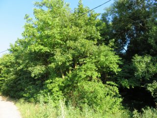 Eladó 3178 m²-esmezőgazdasági ingatlan Szentantalfa, Külterület: 16'800'000 Ft