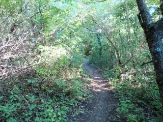 Eladó 3178 m²-esmezőgazdasági ingatlan Szentantalfa, Külterület: 16'800'000 Ft