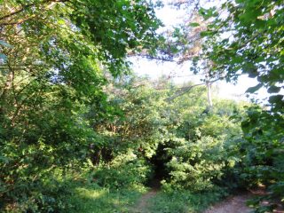 Eladó 3178 m²-esmezőgazdasági ingatlan Szentantalfa, Külterület: 16'800'000 Ft