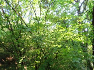 Eladó 3178 m²-esmezőgazdasági ingatlan Szentantalfa, Külterület: 16'800'000 Ft