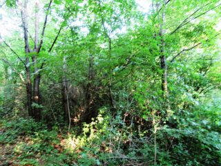 Eladó 3178 m²-esmezőgazdasági ingatlan Szentantalfa, Külterület: 16'800'000 Ft