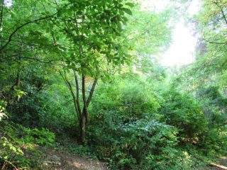 Eladó 3178 m²-esmezőgazdasági ingatlan Szentantalfa, Külterület: 16'800'000 Ft