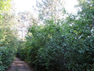 Eladó 3178 m²-esmezőgazdasági ingatlan Szentantalfa, Külterület: 16'800'000 Ft