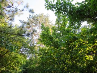 Eladó 3178 m²-esmezőgazdasági ingatlan Szentantalfa, Külterület: 16'800'000 Ft