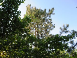 Eladó 3178 m²-esmezőgazdasági ingatlan Szentantalfa, Külterület: 16'800'000 Ft