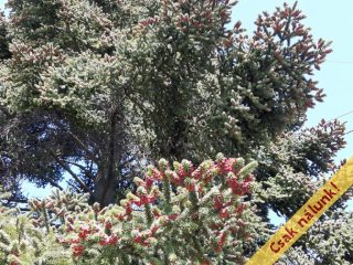 Eladó 117 m²-escsaládi ház Szentendre, Napos sétány: 120'000'000 Ft