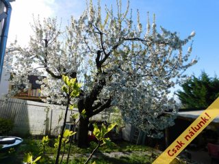 Eladó 117 m²-escsaládi ház Szentendre, Napos sétány: 120'000'000 Ft