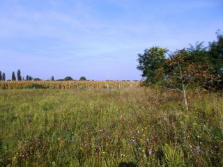 Eladó 519 m²-estelek Szigetcsép, Dunasor utca: 18'900'000 Ft