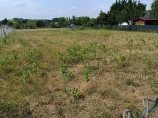 Eladó 1181 m²-estelek Szigetújfalu, Cseresznyés út közeli utca: 14'700'000 Ft