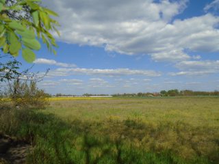 Eladó 18268 m²-esmezőgazdasági ingatlan Tiszakécske, Pereghalom dűlő: 15'900'000 Ft