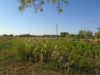 Eladó 3460 m²-esmezőgazdasági ingatlan Tiszakécske, Székhalom dűlő: 29'900'000 Ft