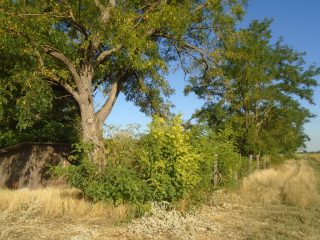 Eladó 3460 m²-esmezőgazdasági ingatlan Tiszakécske, Székhalom dűlő: 29'900'000 Ft